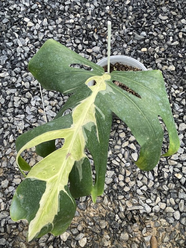 Monstera White lava