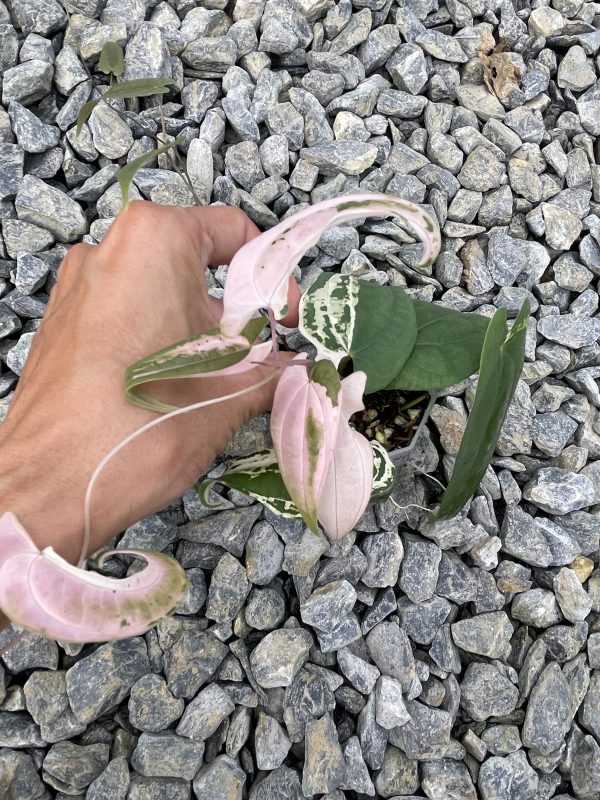 Dioscorea SP (Pink)