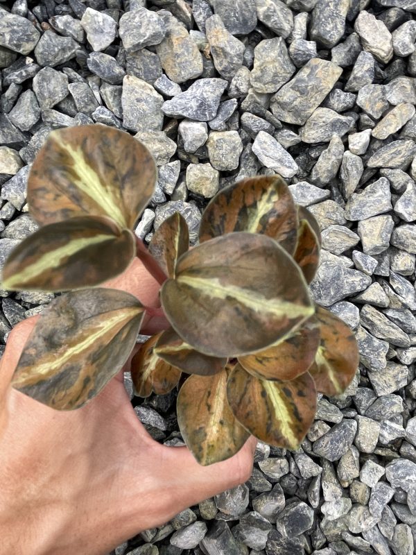 Peperomia Metalica variegated