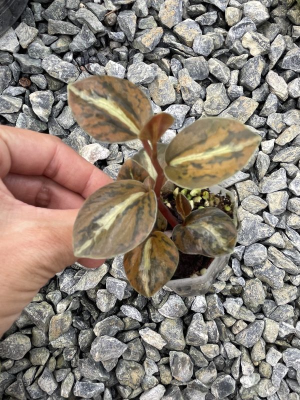 Peperomia Metalica variegated - Image 2