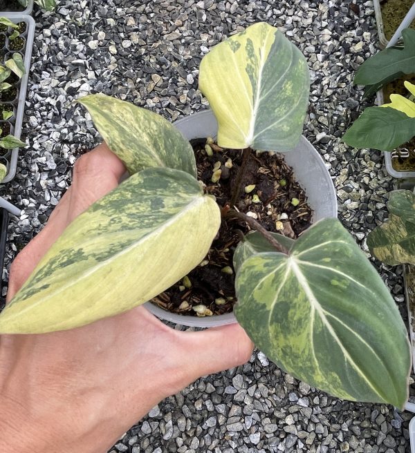 Philodendron Gloriosum Aurea Variegated